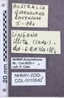 Etikette zu Lingana illita (NHMW-ZOO-COL-0010542)